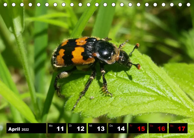 Natur Wochenkalender 2022