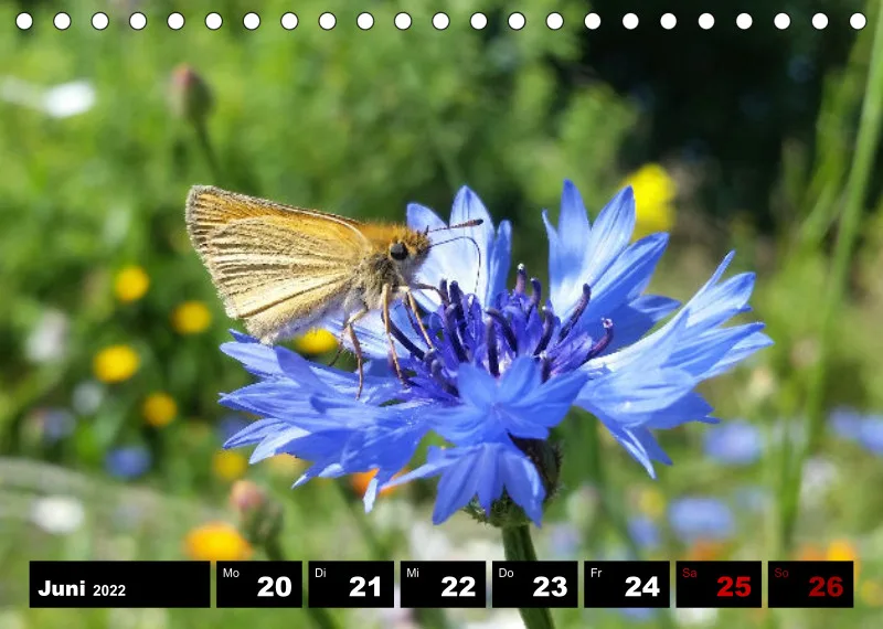 Natur Wochenkalender 2022