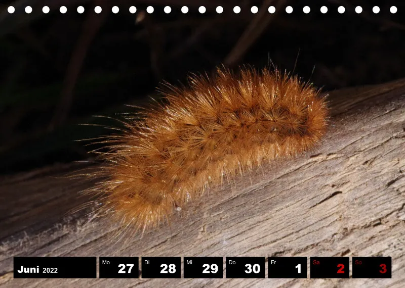 Natur Wochenkalender 2022