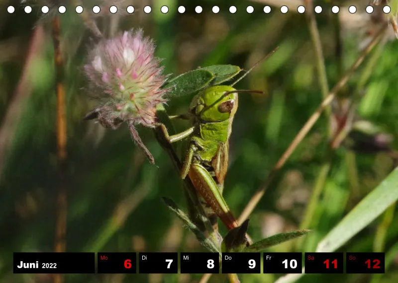 Natur Wochenkalender 2022