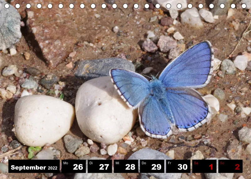 Natur Wochenkalender 2022