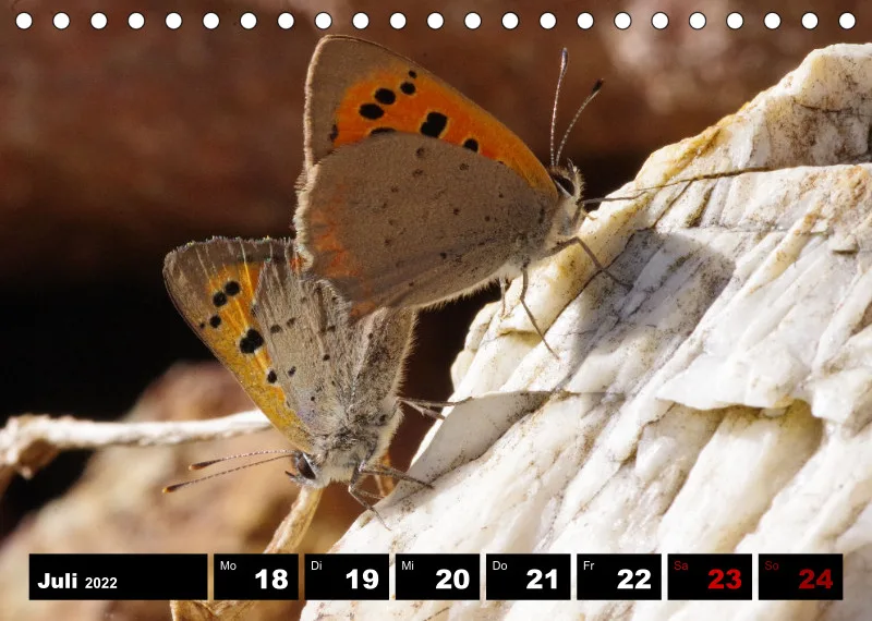 Natur Wochenkalender 2022