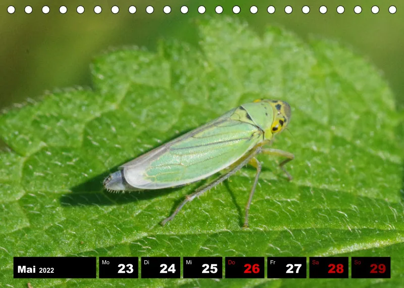 Natur Wochenkalender 2022