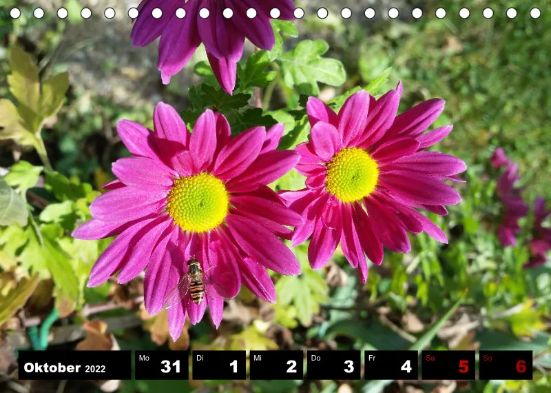 Natur Wochenkalender 2022