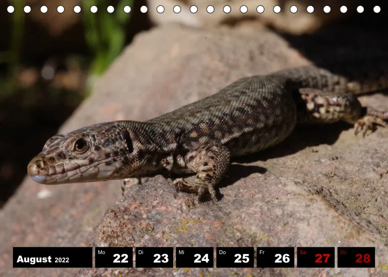 Natur Wochenkalender 2022