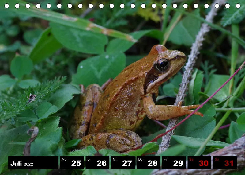 Natur Wochenkalender 2022