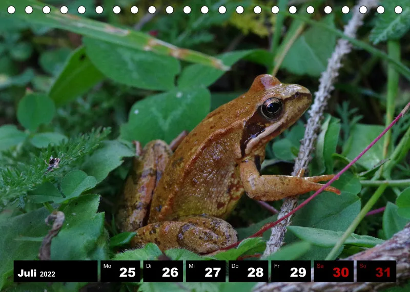 Natur Wochenkalender 2022