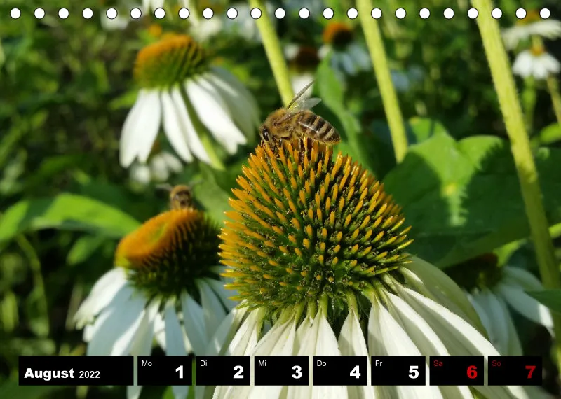 Natur Wochenkalender 2022