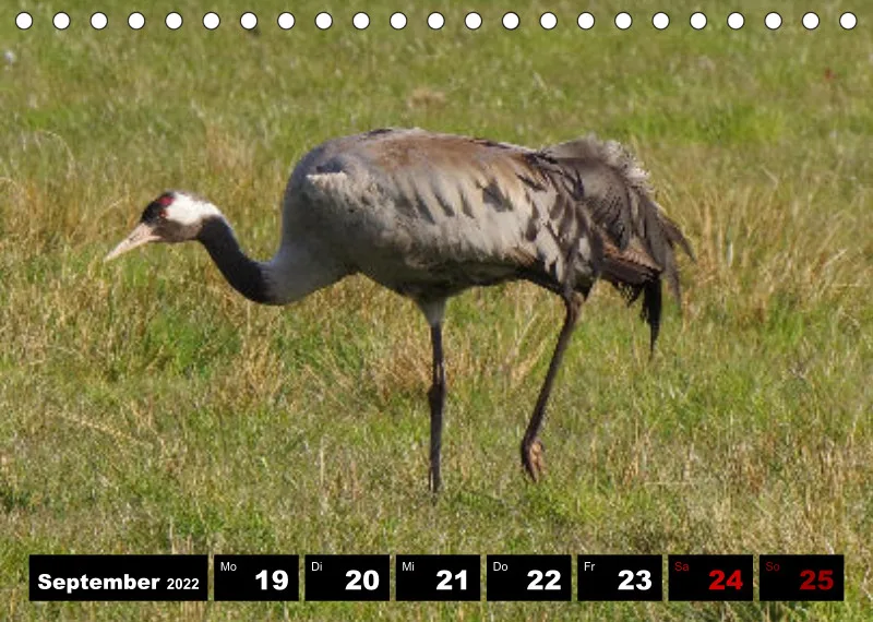 Natur Wochenkalender 2022