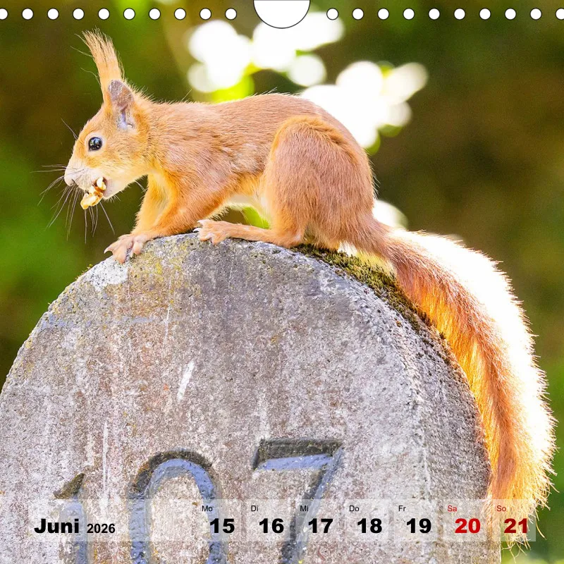 Eichhörnchen 2026