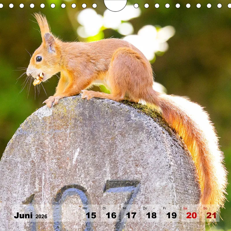 Eichhörnchen 2026