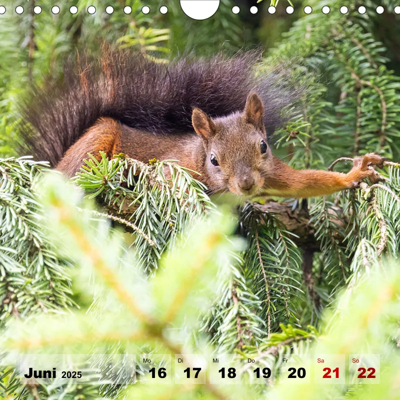 Eichhörnchen 2025