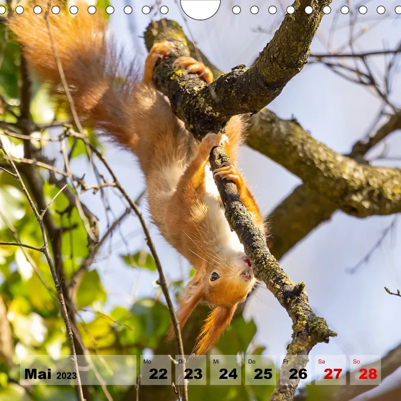 Eichhörnchen 2023