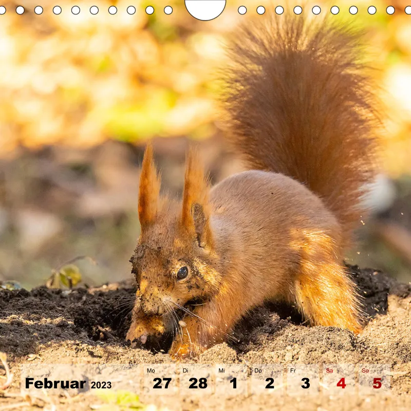 Eichhörnchen 2023
