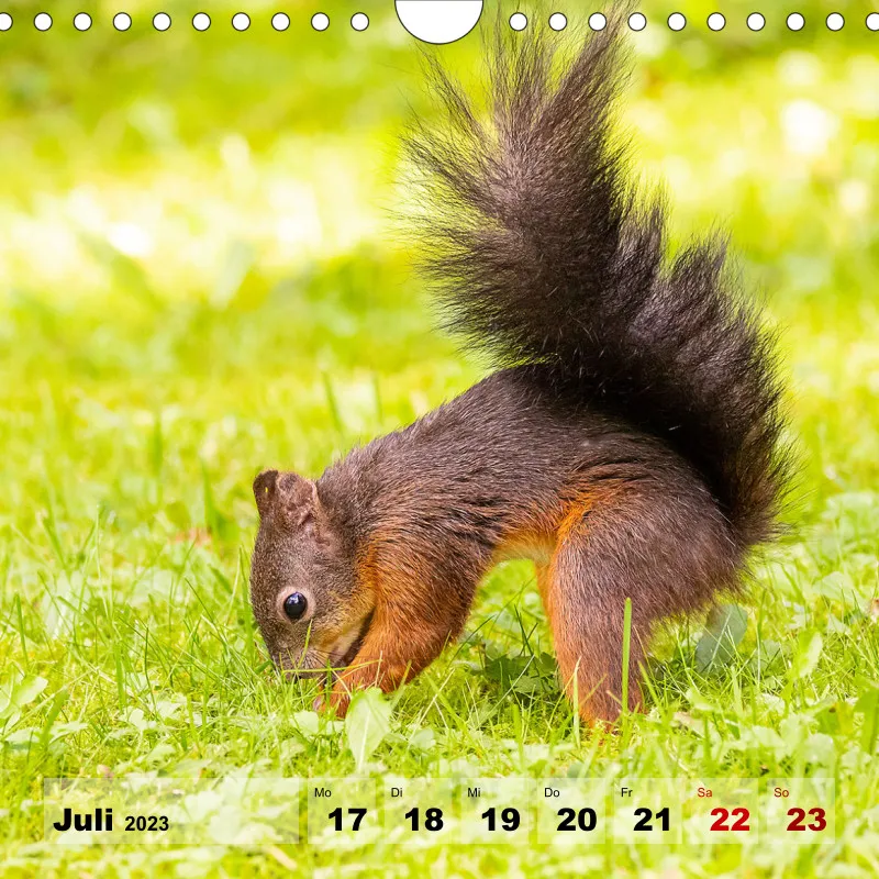 Eichhörnchen 2023