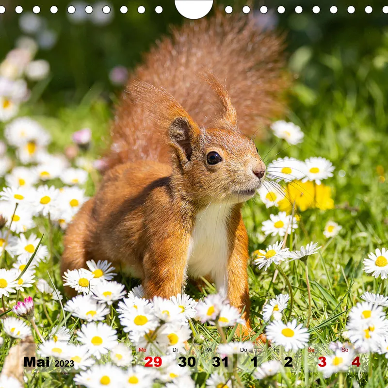 Eichhörnchen 2023