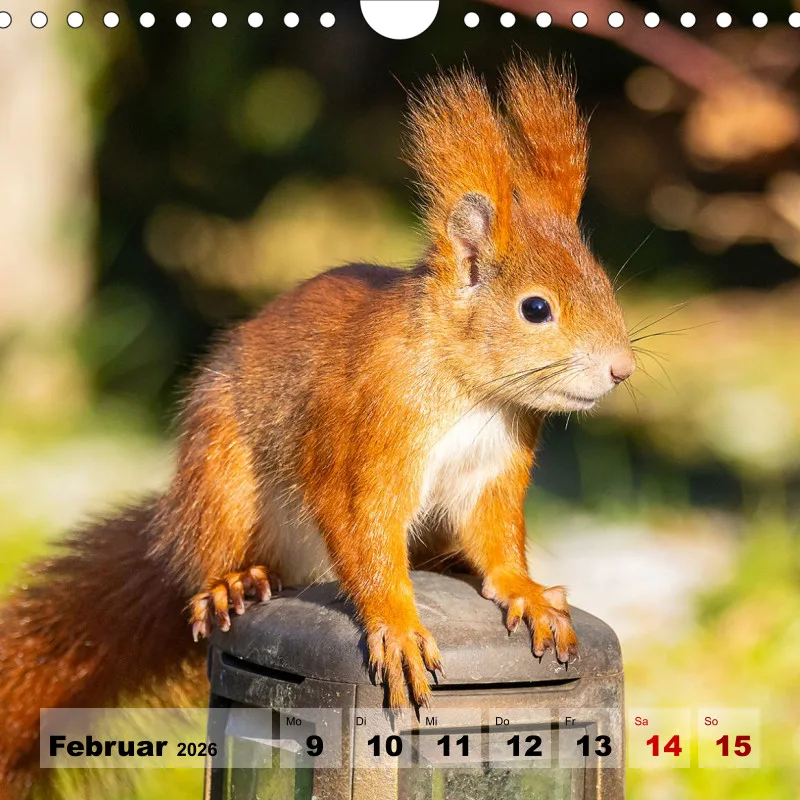 Eichhörnchen 2026