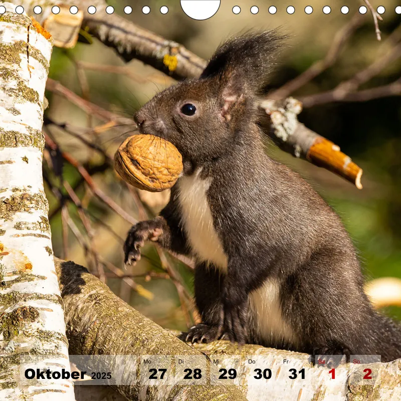 Eichhörnchen 2025
