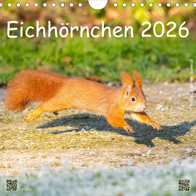 Eichhörnchen 2026