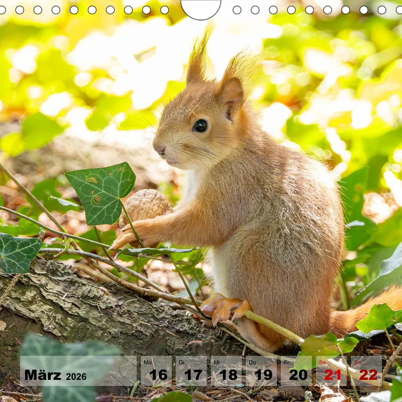 Eichhörnchen 2026