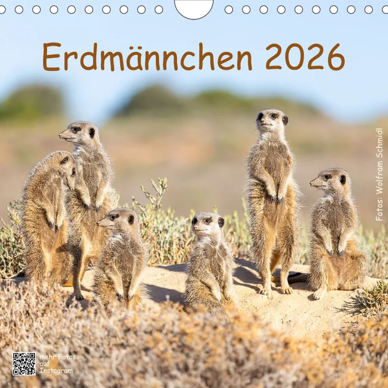 Erdmännchen 2026