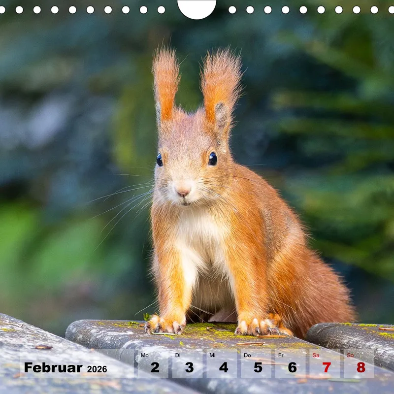 Eichhörnchen 2026