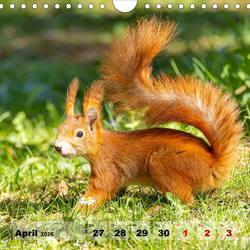 Eichhörnchen 2026