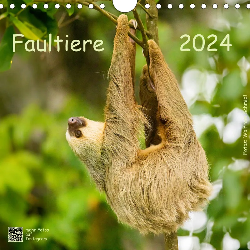 Faultiere 2024