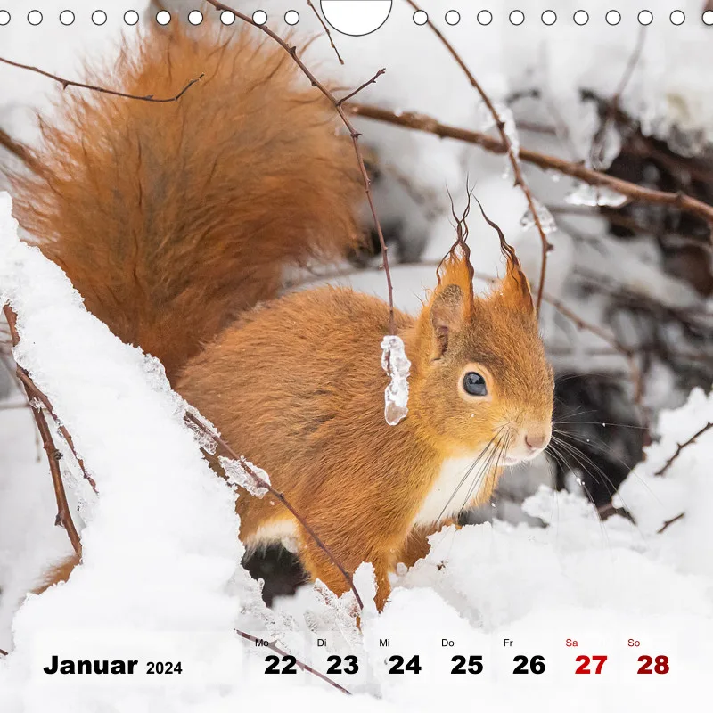 Eichhörnchen 2024