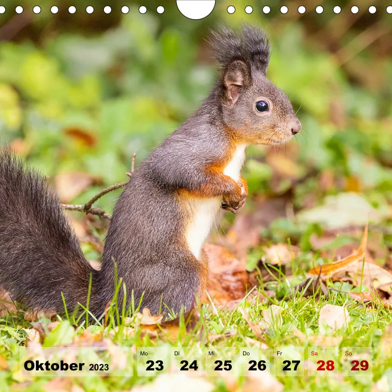 Eichhörnchen 2023