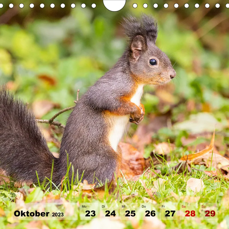 Eichhörnchen 2023