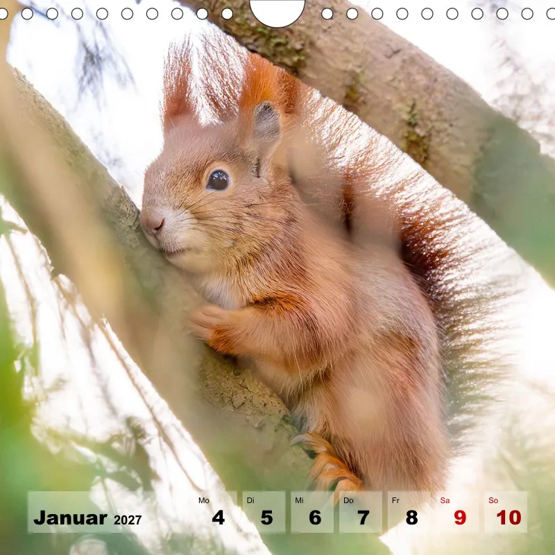 Eichhörnchen 2026