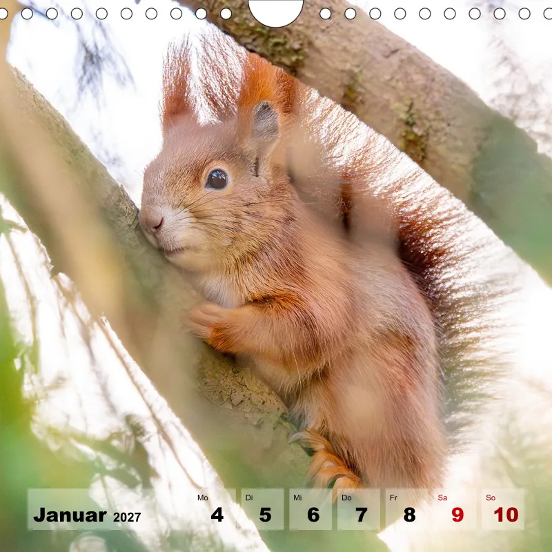 Eichhörnchen 2026