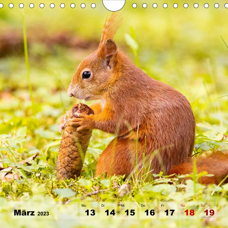 Eichhörnchen 2023