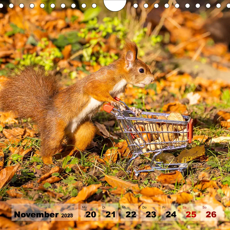 Eichhörnchen 2023