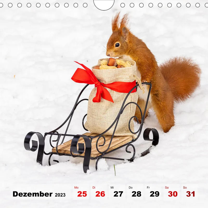 Eichhörnchen 2023