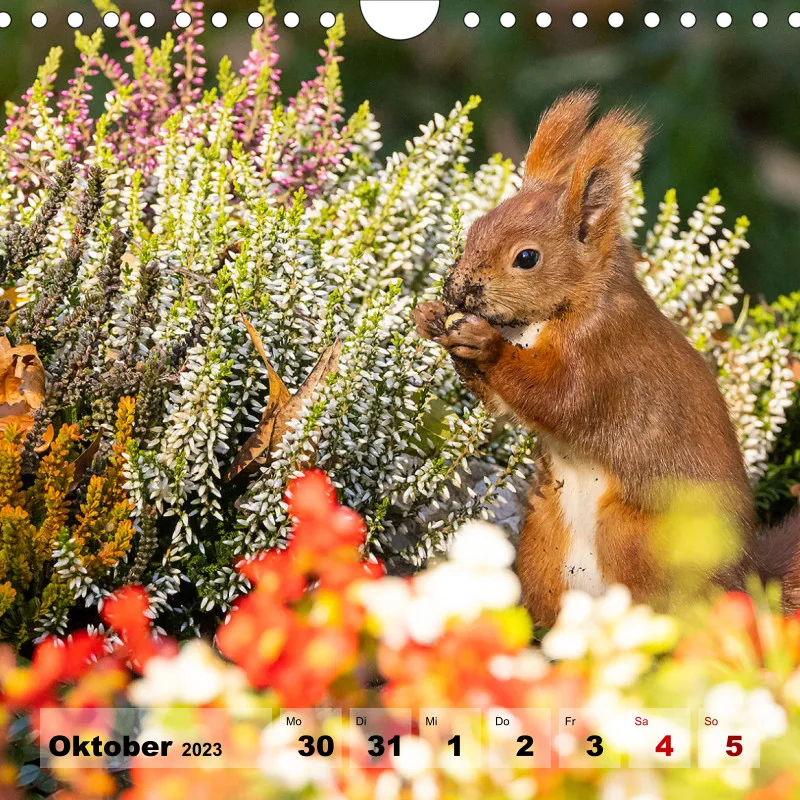 Eichhörnchen 2023