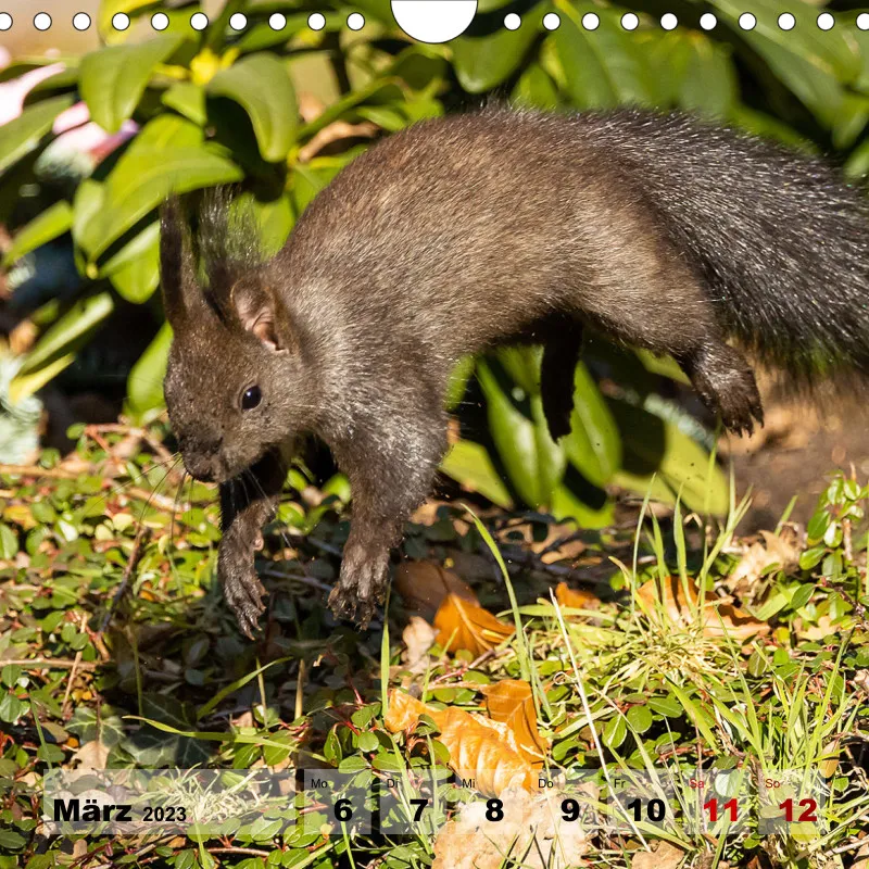 Eichhörnchen 2023