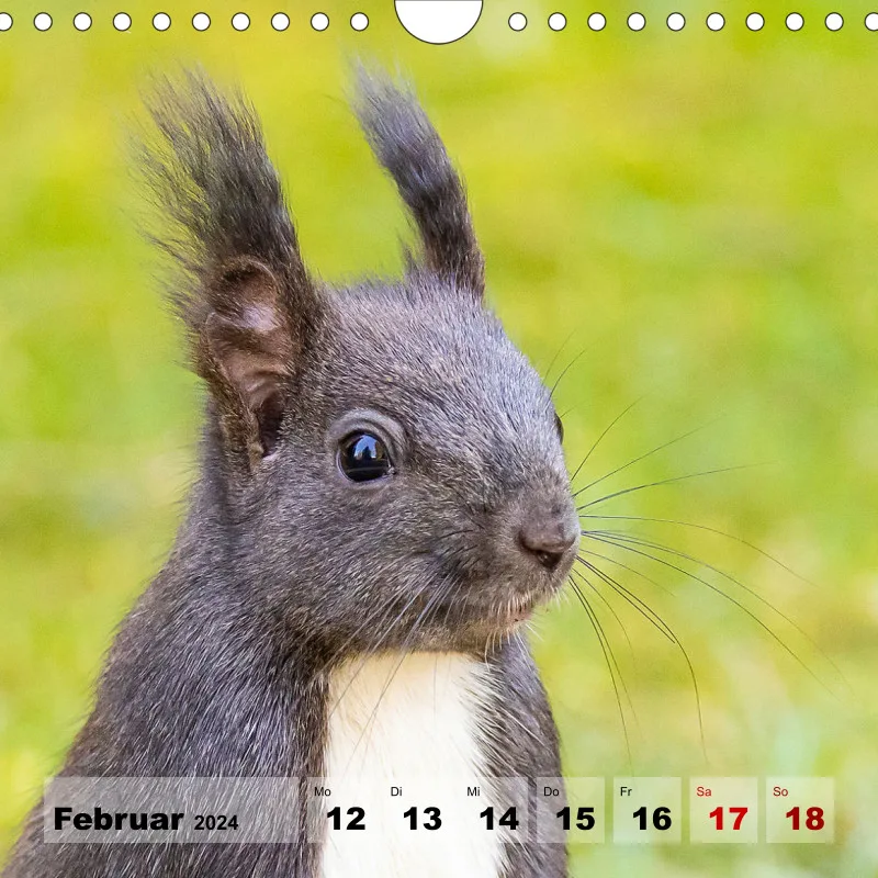 Eichhörnchen 2024