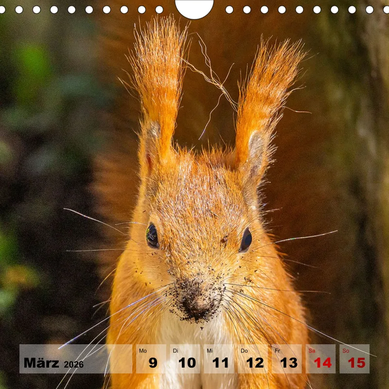 Eichhörnchen 2026