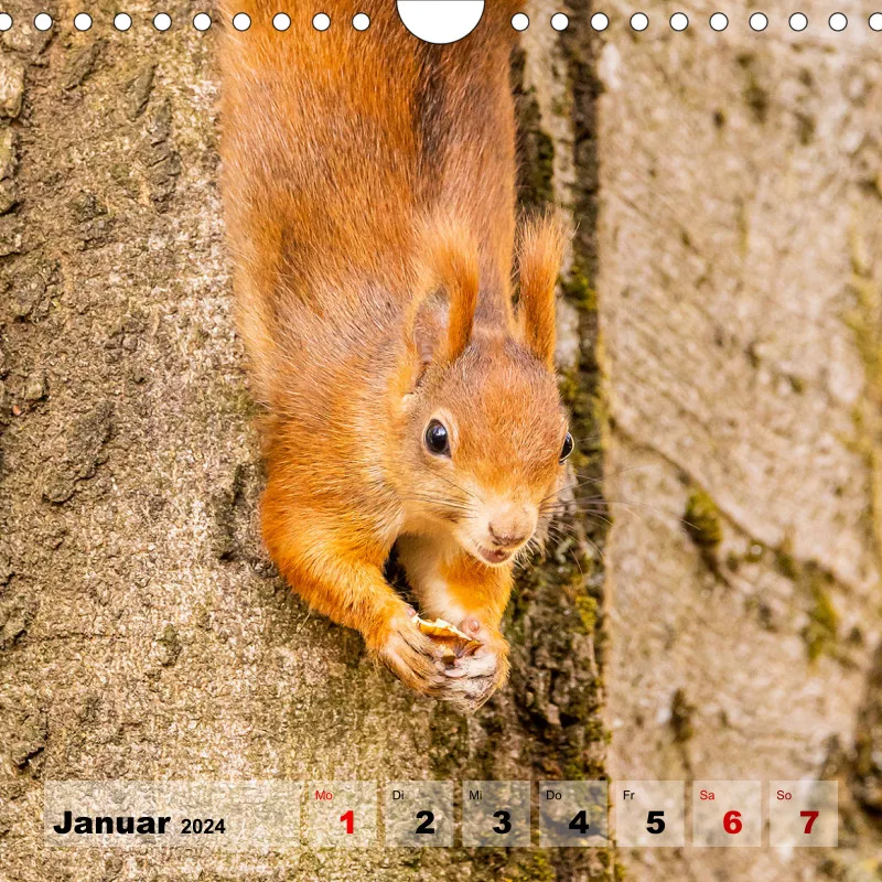 Eichhörnchen 2023