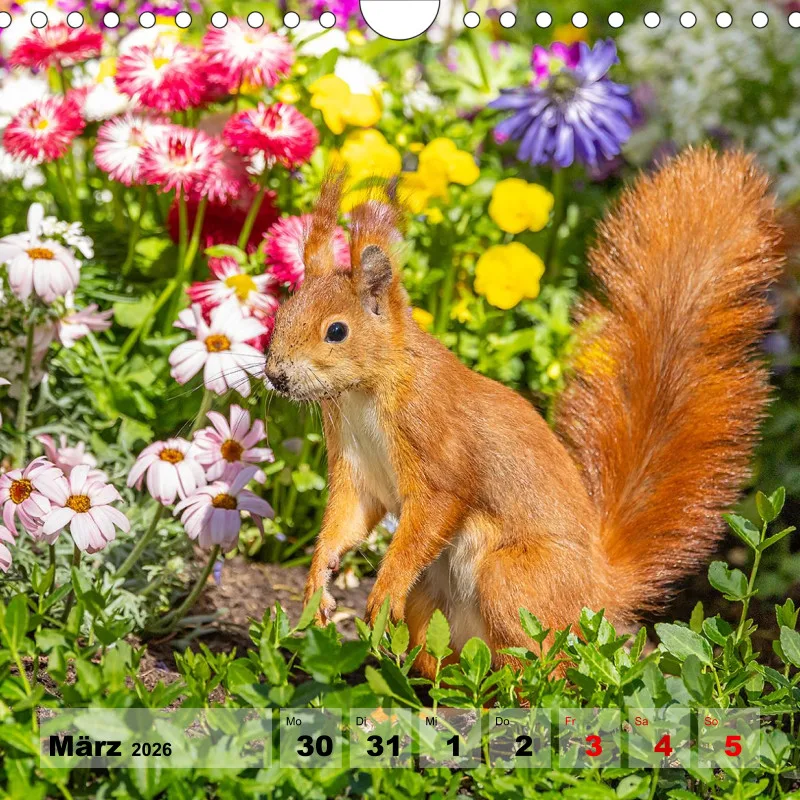 Eichhörnchen 2026