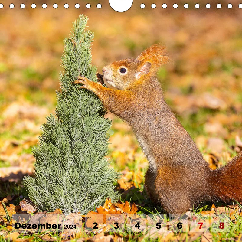 Eichhörnchen 2024