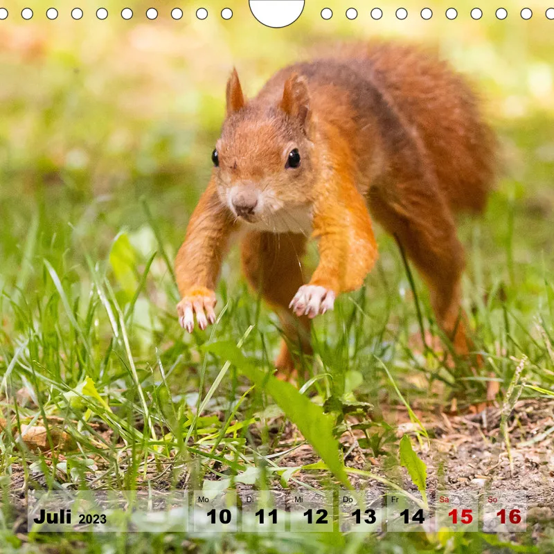 Eichhörnchen 2023
