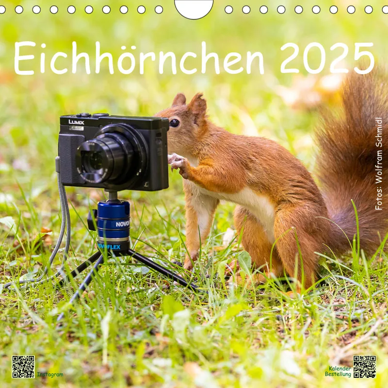 Eichhörnchen 2025