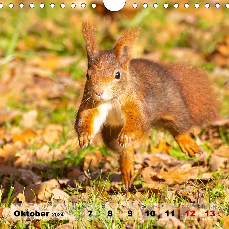 Eichhörnchen 2024