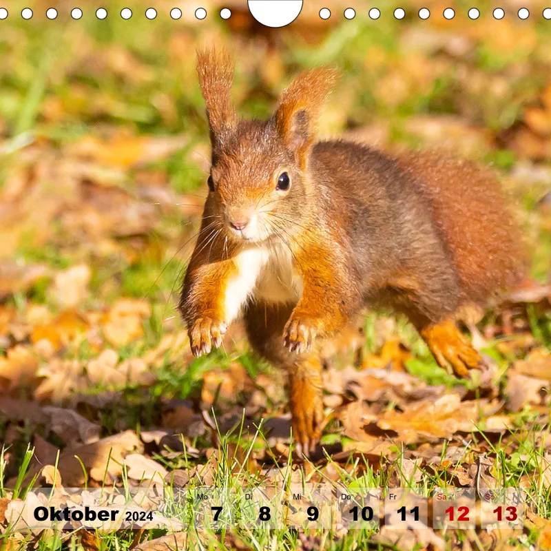 Eichhörnchen 2024