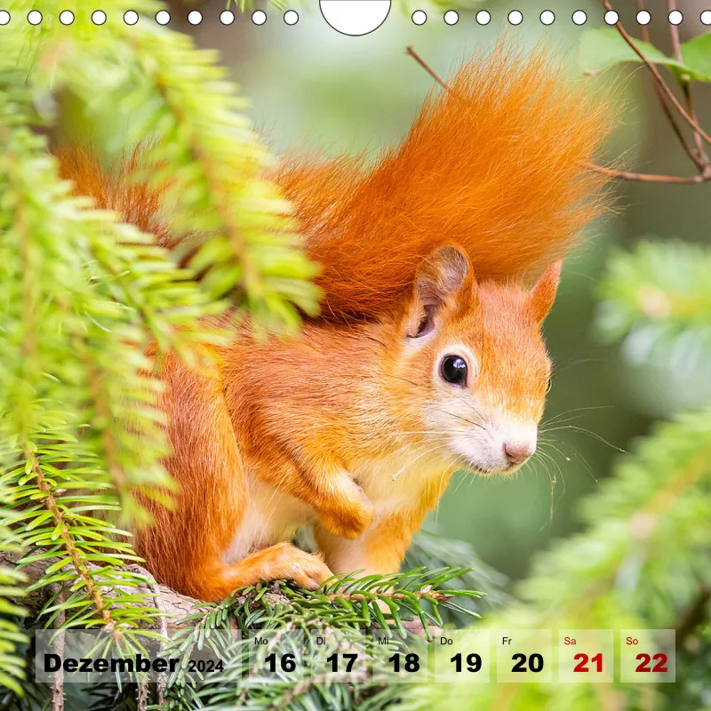 Eichhörnchen 2024