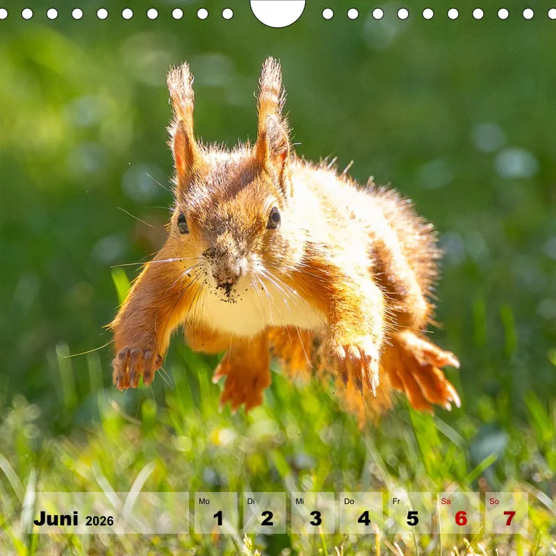 Eichhörnchen 2026