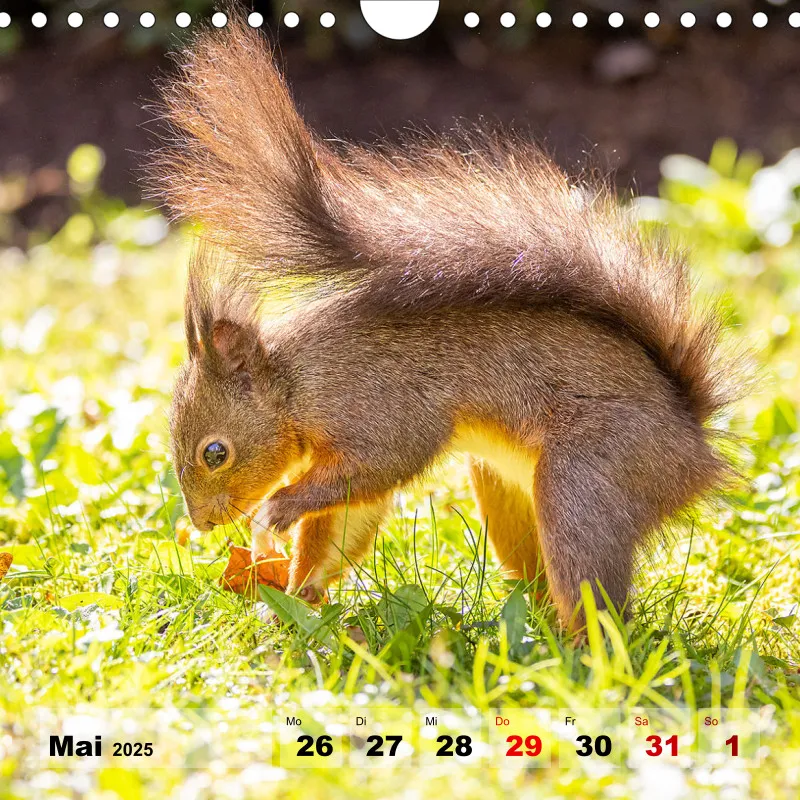 Eichhörnchen 2025